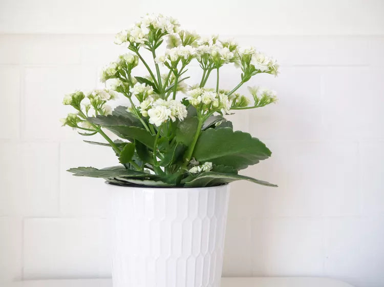Kalanchoe blossfeldiana Mix – Kalanchoe