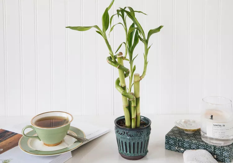 lucky bamboo warehouse Lucky Bamboo – Elegant Dracaena for Home & Office