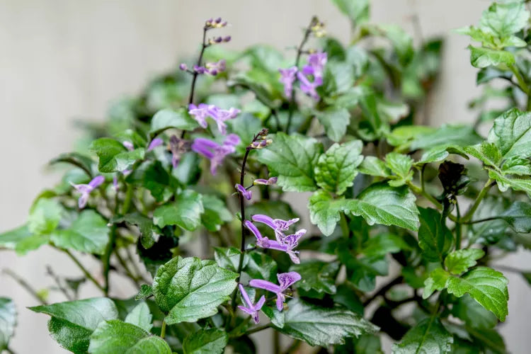 Plectranthus ‘Mona Lavender’ (Mona® Lavender)