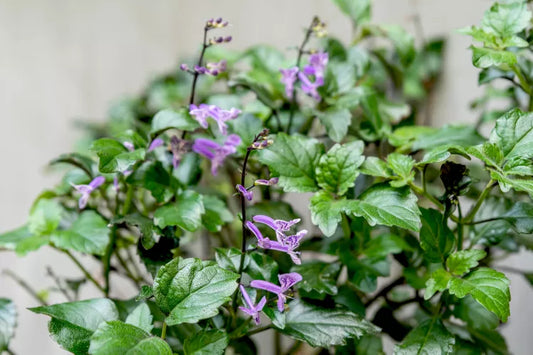 Plectranthus ‘Mona Lavender’ (Mona® Lavender)