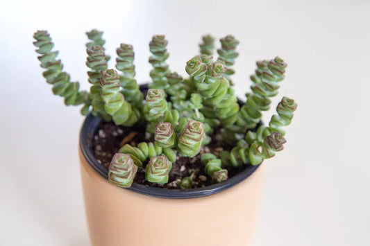 Crassula perforata (String of Buttons)