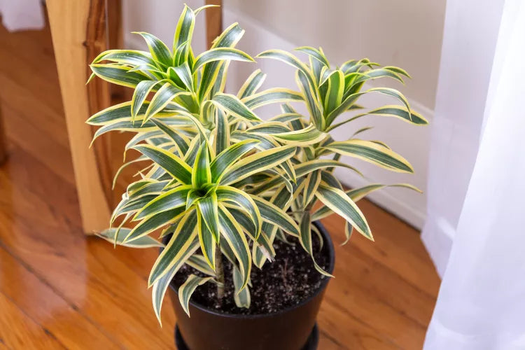 Dracaena reflexa 'Song of India' (Song of India / Dracaena)