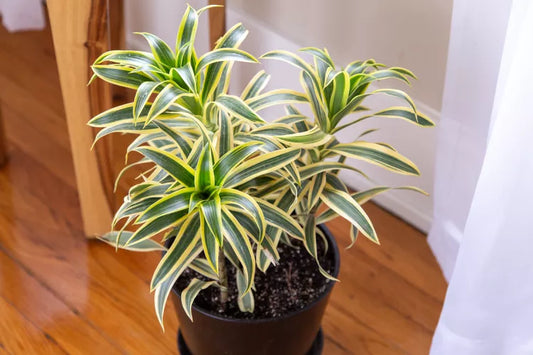 Dracaena reflexa 'Song of India' (Song of India / Dracaena)