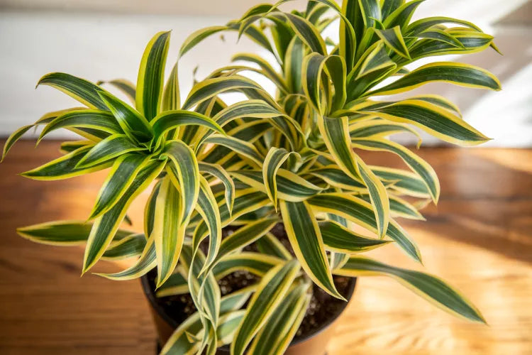 Dracaena reflexa 'Song of India' (Song of India / Dracaena)