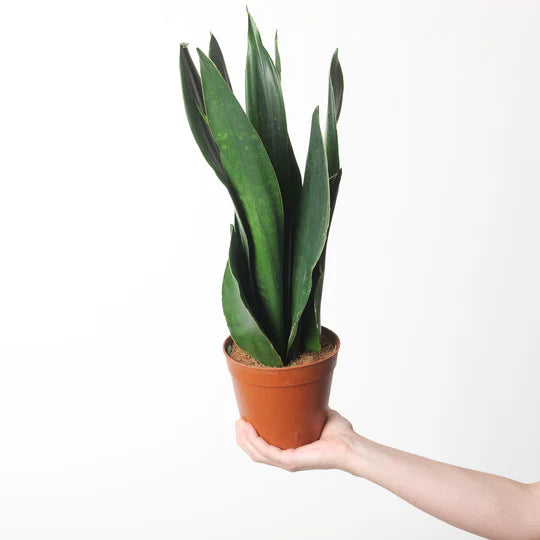 Sansevieria trifasciata ‘Black Diamond’