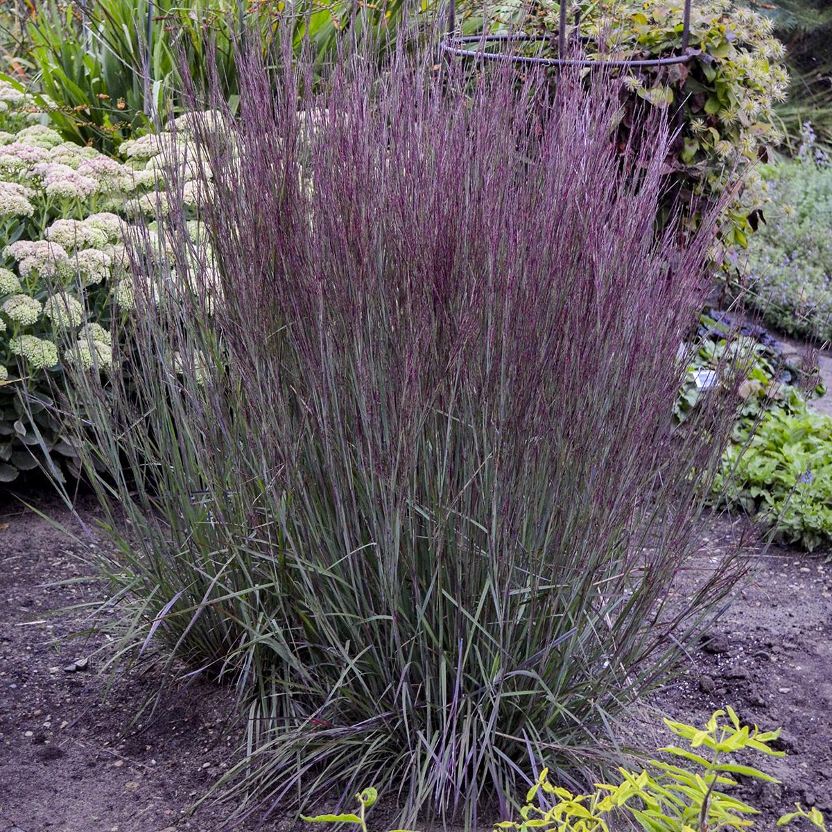 Schizachyrium Scoparium 'Blue Paradise' (Blue Paradise Little Bluestem)