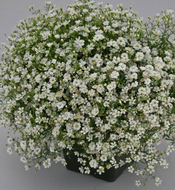 Gypsophila muralis ‘Gypsy White’ (Gypsy White Cushion Baby’s Breath)