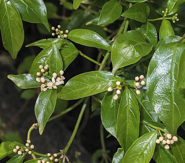 Morinda jasminoides (Jasmine Morinda / Native Jasmine)