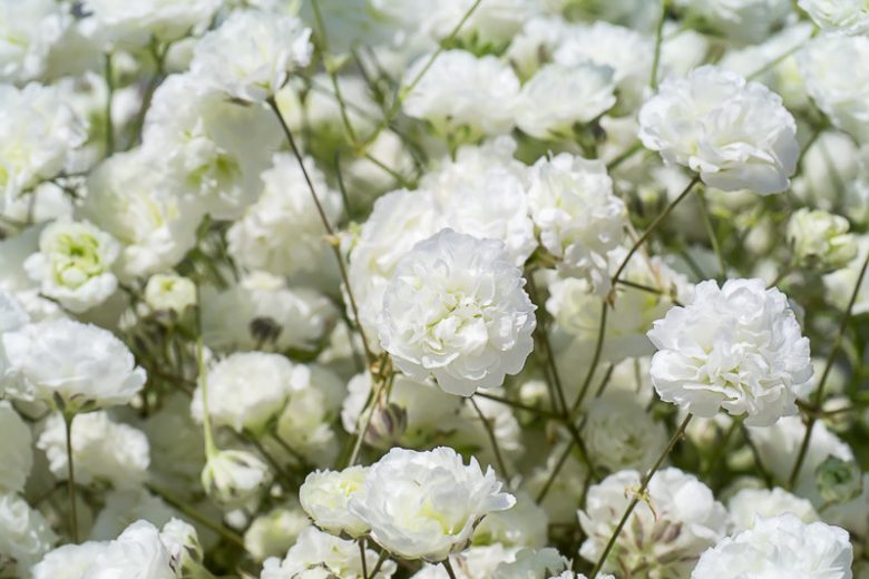 Gypsophila paniculata – Baby’s Breath