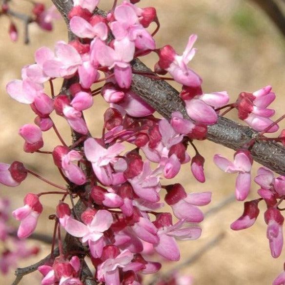 Cercis Canadensis Ruby Falls (Eastern Redbud)