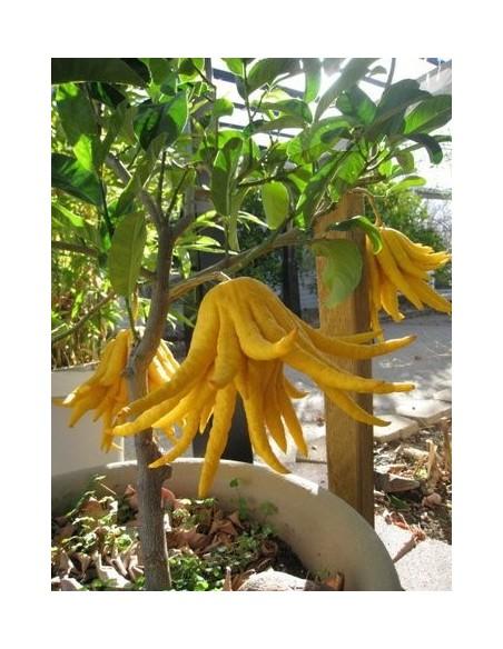 Citrus Medica Var. Sarcodactylis (Buddha’s Hand Lime)