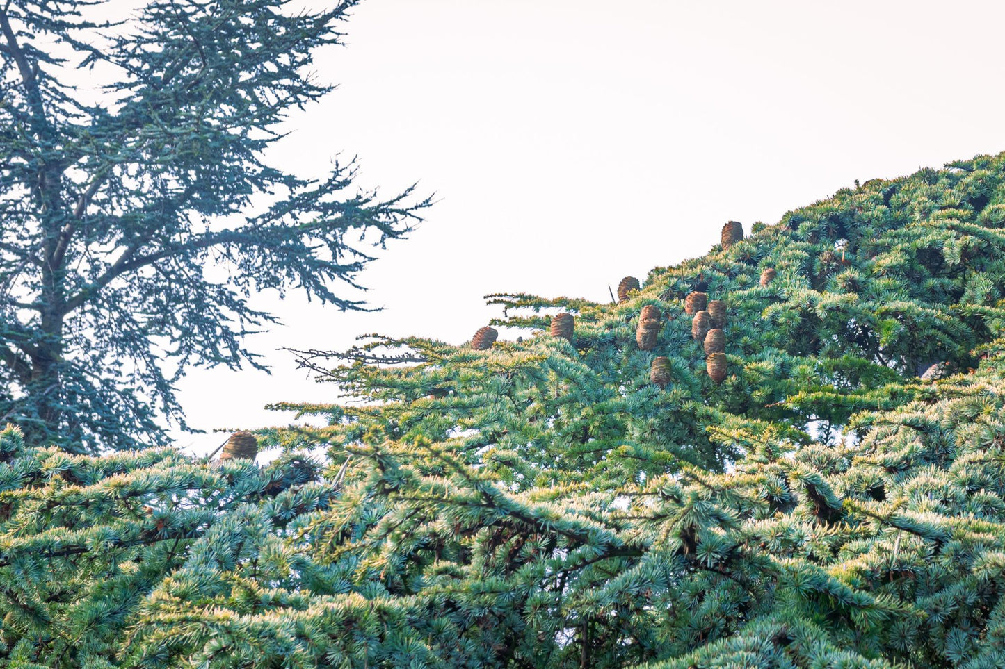 Cedrus Atlantica Aurea (Golden Atlas Cedar)