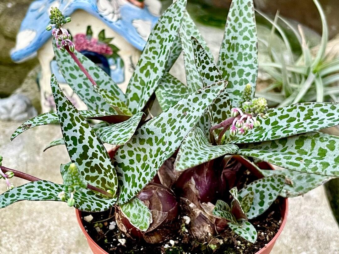 Ledebouria Socialis (Silver Squill)