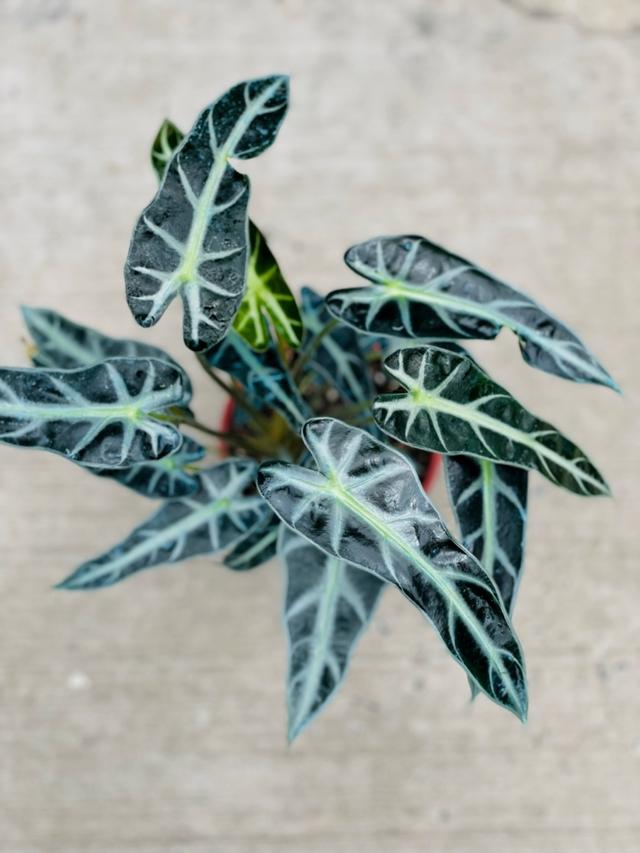 Alocasia × Amazonica ‘Bambino’ (Bambino Arrow Plant)