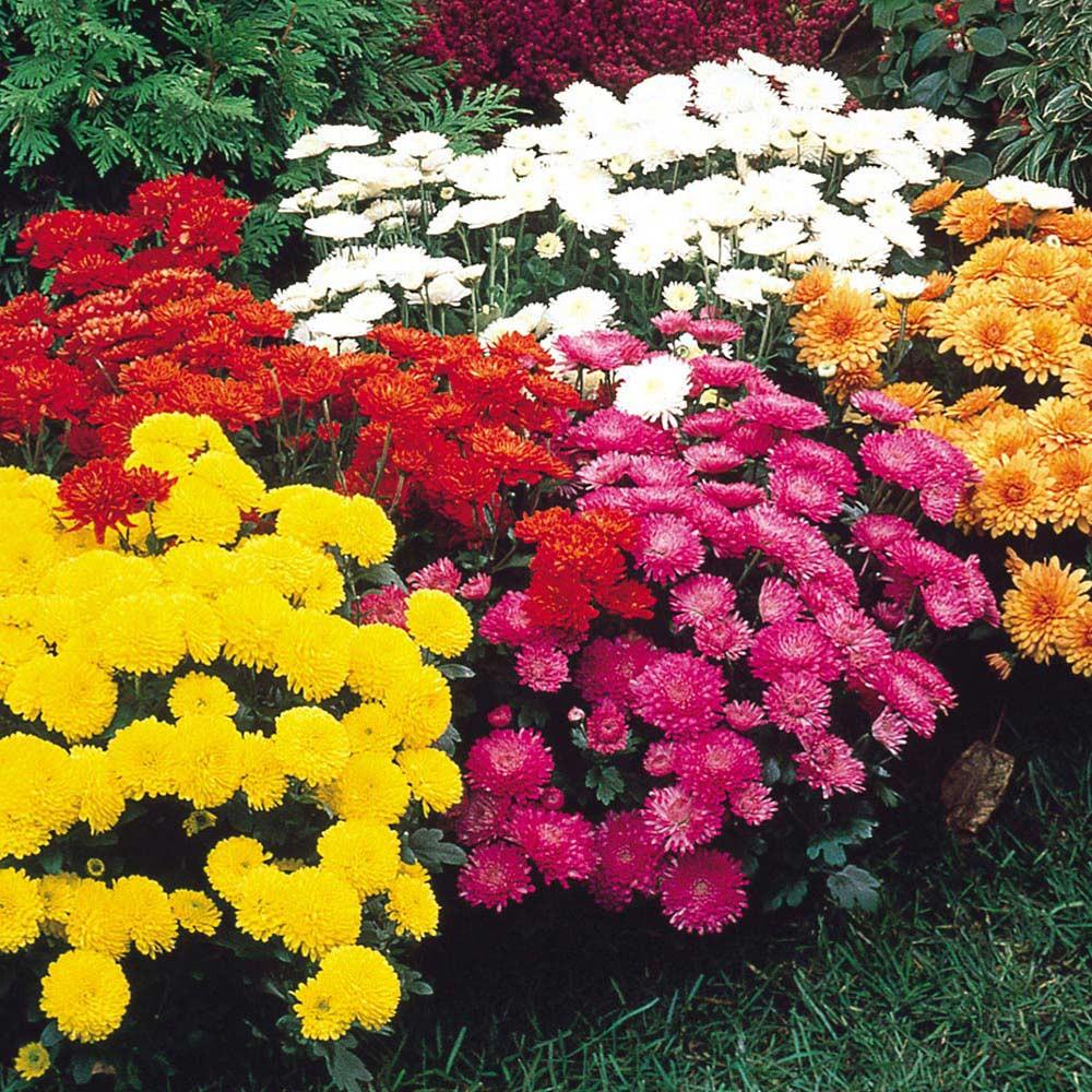 Chrysanthemum (Assorted Chrysanthemum)