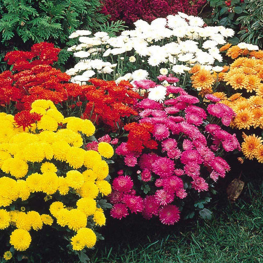 Chrysanthemum (Assorted Chrysanthemum)