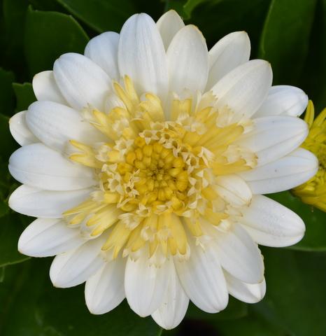 Osteospermum ‘3D White Lemon’ (African Daisy)