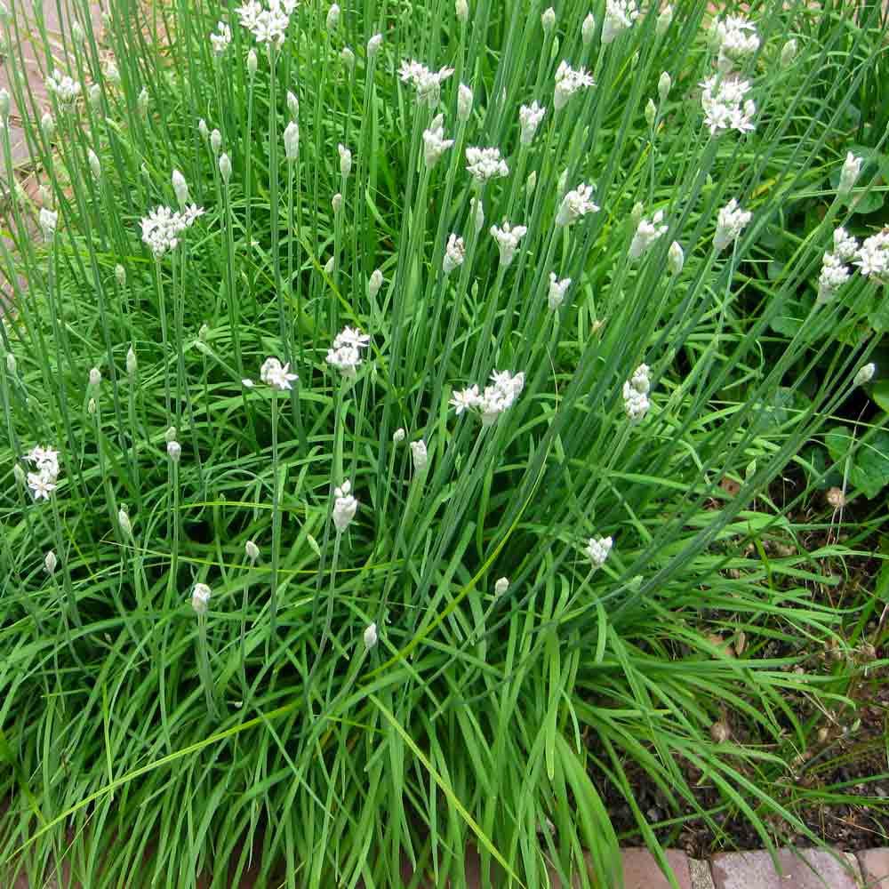Allium tuberosum (Garlic Chives)