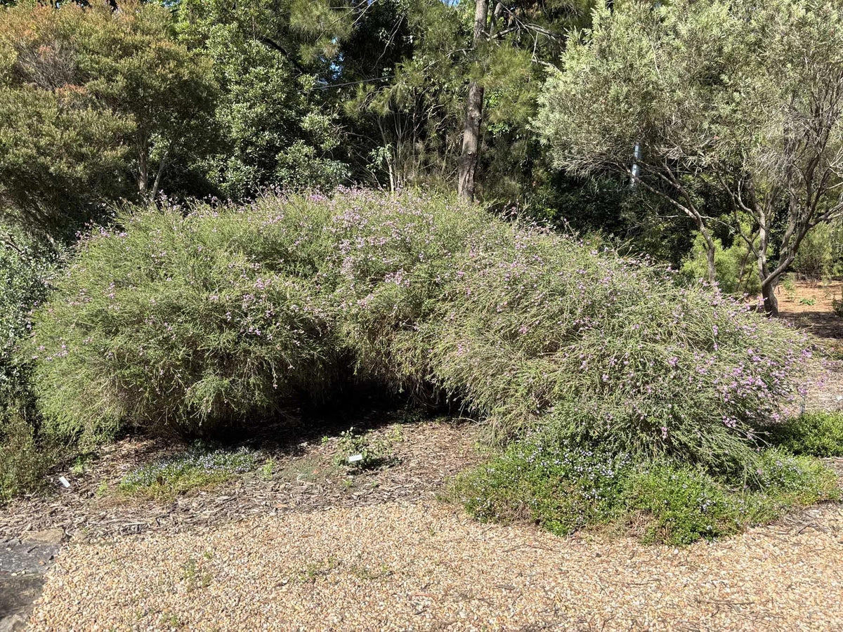 Melaleuca Decussata (Cross-Leaved Honey Myrtle)