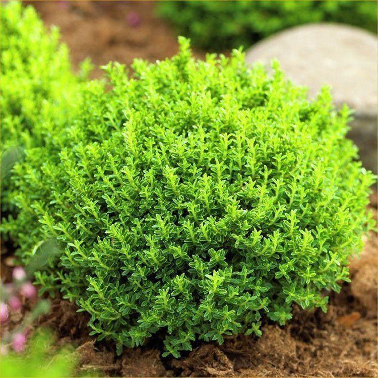 Hebe ‘Emerald Green’ (Emerald Green Hebe)