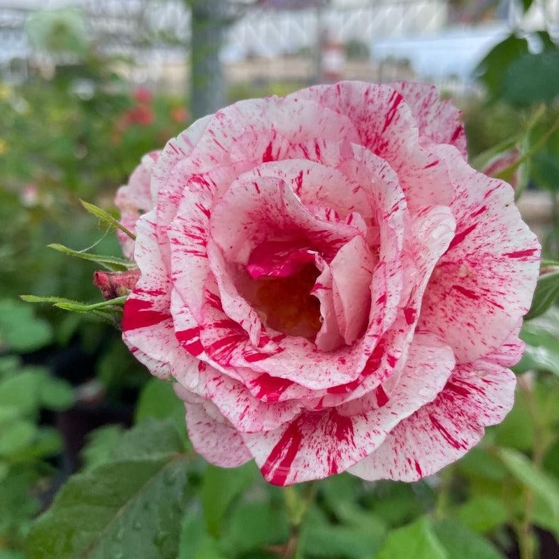Rosa 'Scentimental' (Scentimental Floribunda Rose)