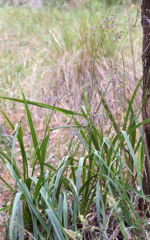 Dianella Longifolia (Pale Flax Lily)