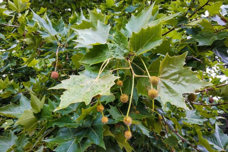 Platanus × acerifolia (London Plane Tree)