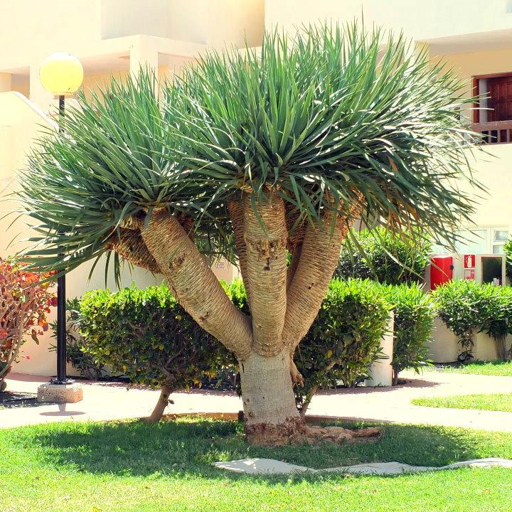 Dracaena Draco (Multi-Head Dragon Tree)