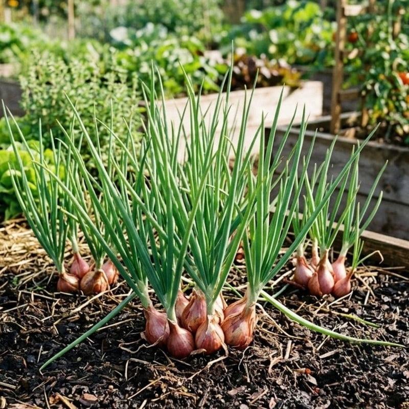 Allium Cepa (Shallots Golden)
