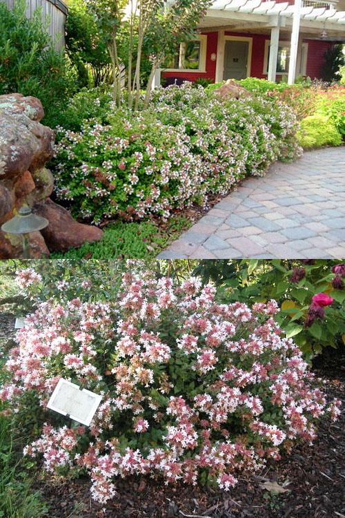 Abelia Grandiflora ‘Dwarf’ (Little Richard Dwarf Abelia)