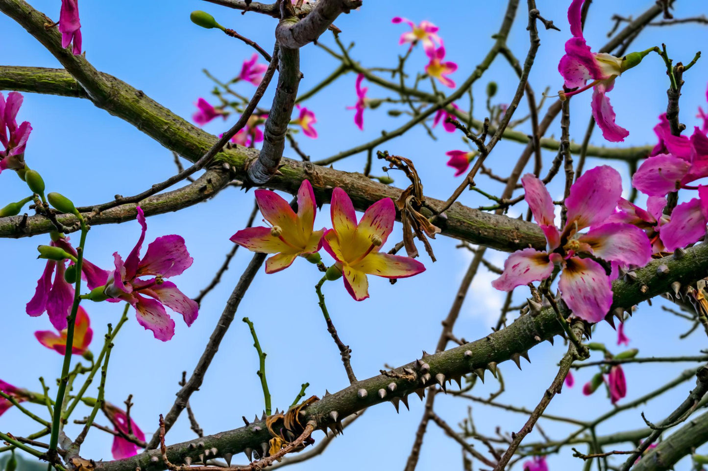 Ceiba Speciosa (Silk Floss Tree)