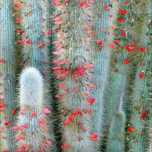 Cleistocactus strausii (Silver Torch Cactus)