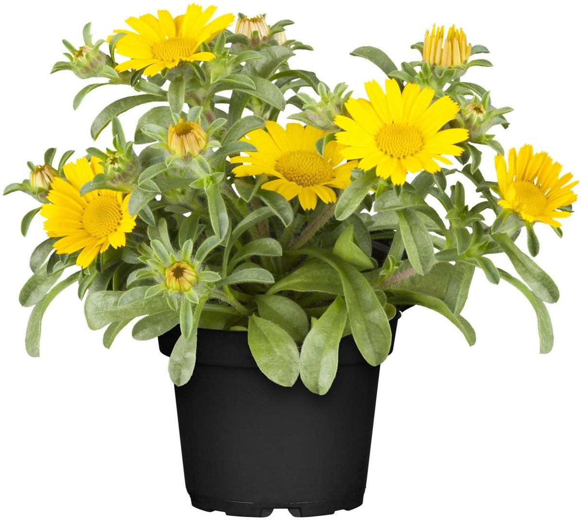 Asteriscus ‘Sunshine’ (Gold Coin)