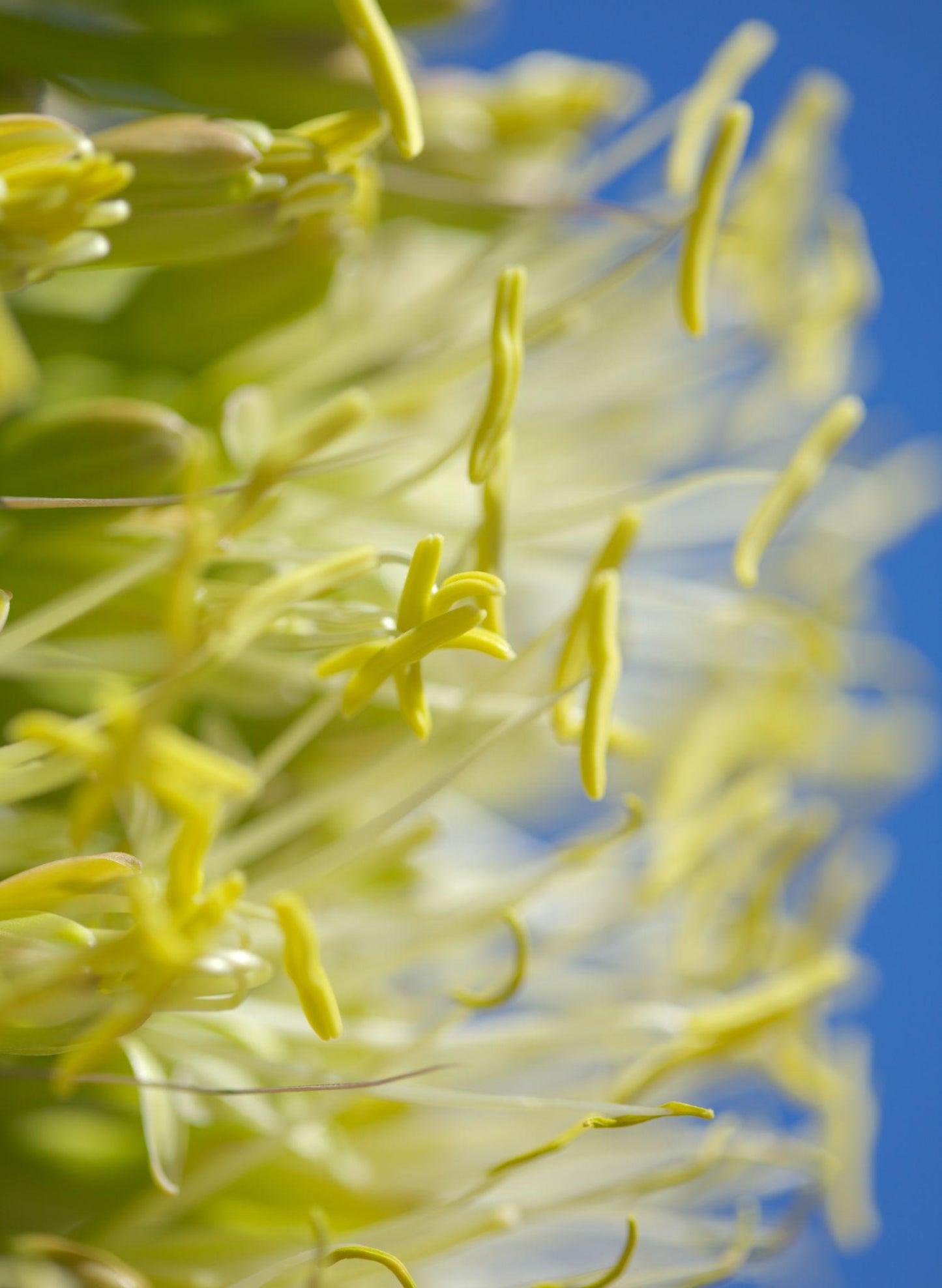 Agave Attenuata (Foxtail Agave)