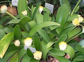 Haemanthus albiflos – Paintbrush Plant