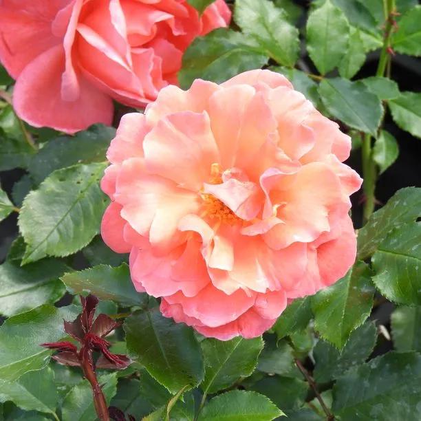 Rosa 'Happy Anniversary' (Happy Anniversary Standard Rose)