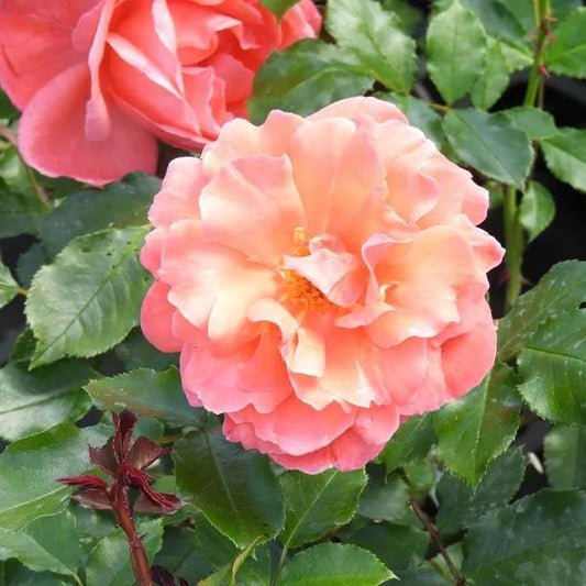 Rosa 'Happy Anniversary' (Happy Anniversary Standard Rose)