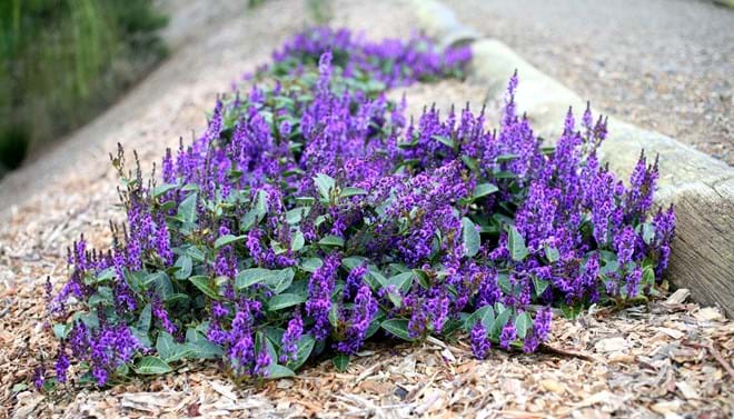 Hardenbergia violacea 'Royal Flush' (Royal Flush Native Sarsaparilla)
