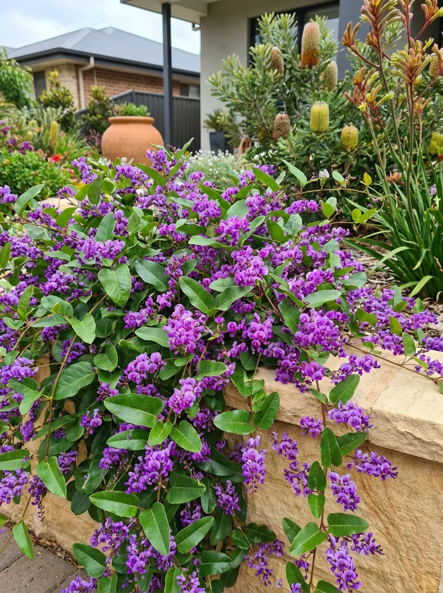 Hardenbergia Violacea 'Happy Wanderer' (Happy Wanderer)
