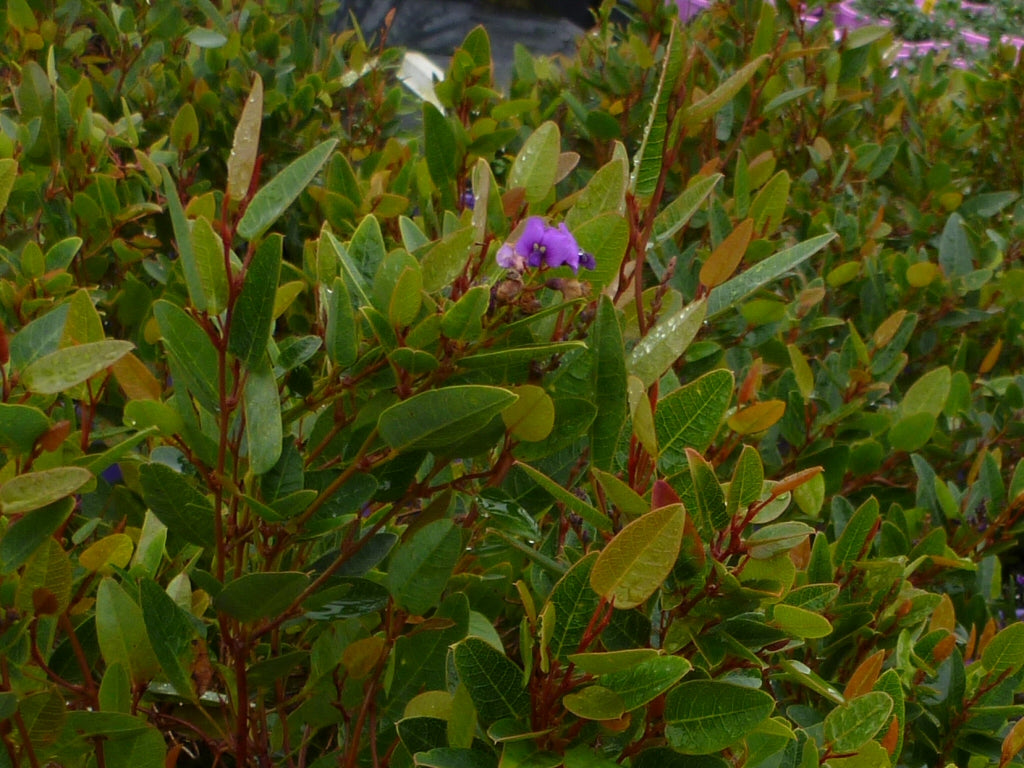Hardenbergia violacea ‘Mini HaHa’ (Mini HaHa Native Sarsaparilla)