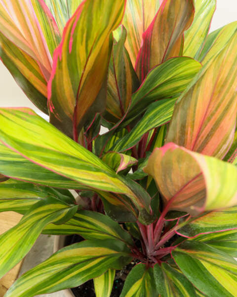 Cordyline fruticosa ‘Harlequin’ (Ti Plant)