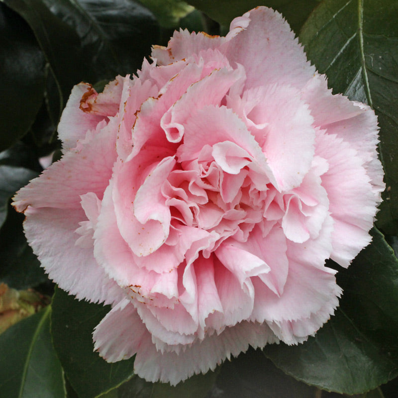 Camellia japonica ‘Hawaii’