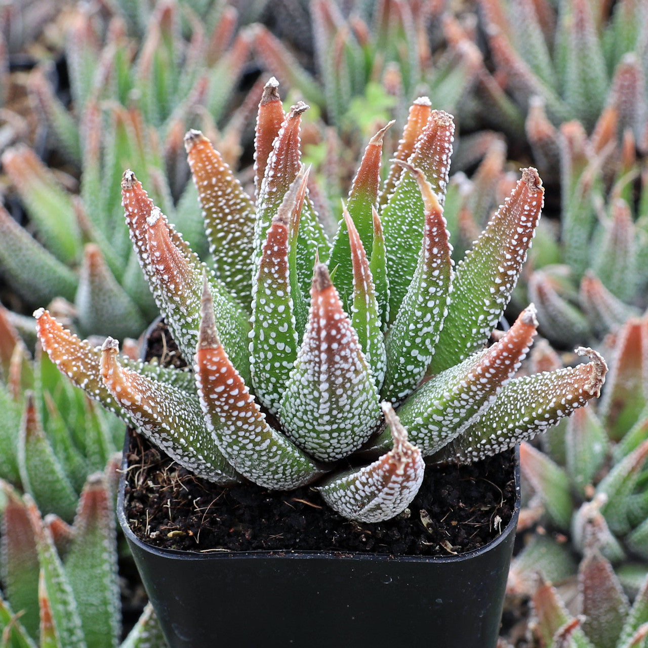 Haworthia concolor (Zebra Haworthia)