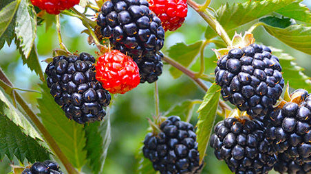 Youngberry (Rubus ursinus)