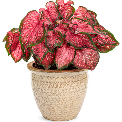 Caladium ‘Amber Flame’ (Fancy-Leaf Caladium)