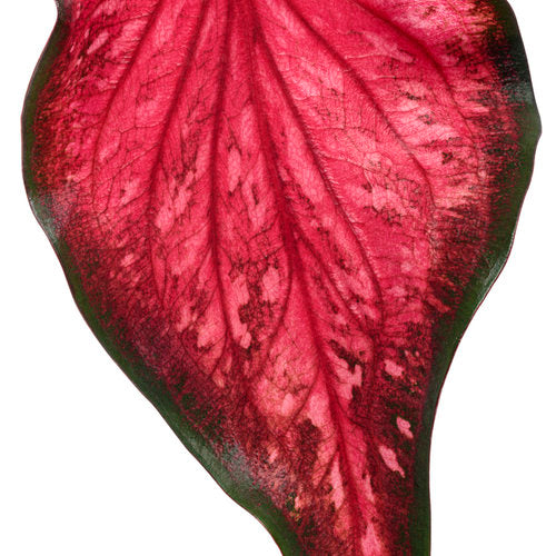 Caladium ‘Amber Flame’ (Fancy-Leaf Caladium)