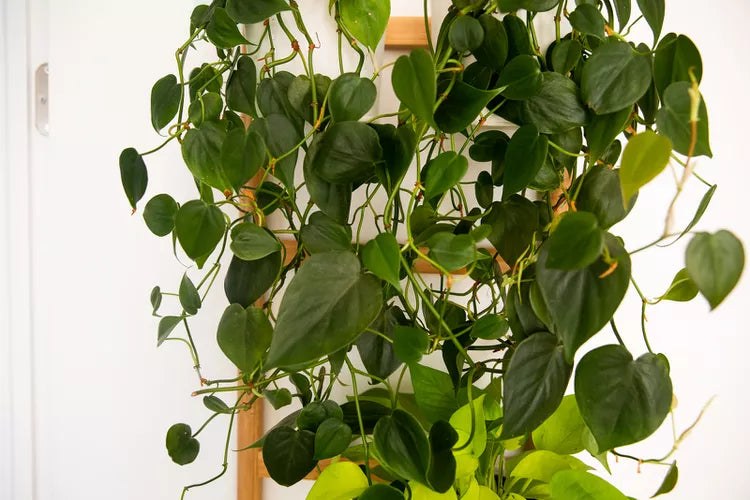 Philodendron cordatum (Heartleaf Philodendron)