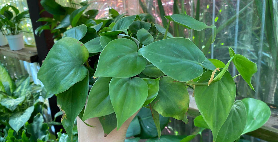 Philodendron Hederaceum (Heartleaf Philodendron)