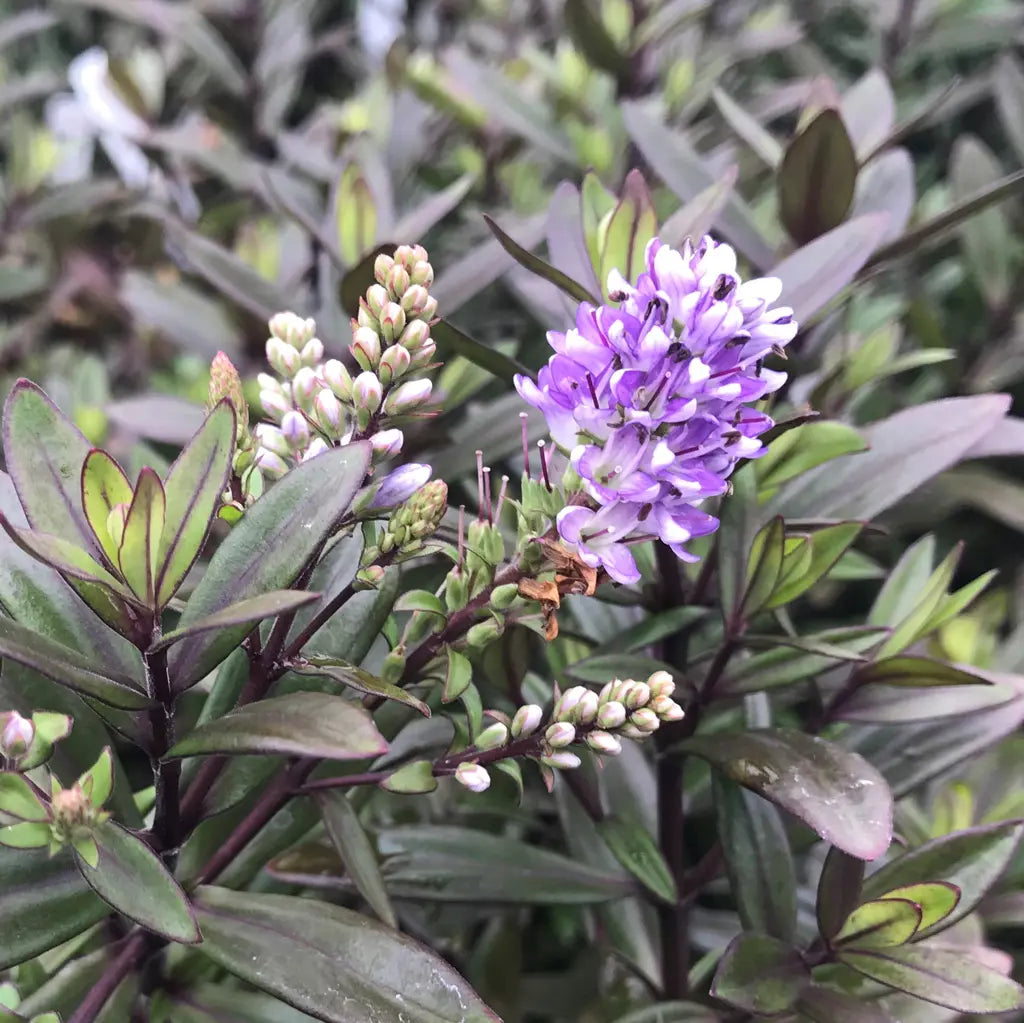 Hebe ‘Turkish Delight’ (Purple Hebe)