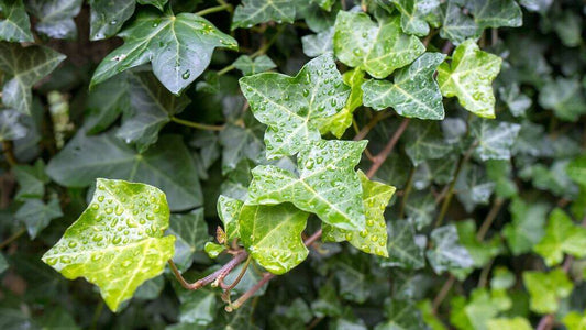 Hedera helix (Green Ivy)